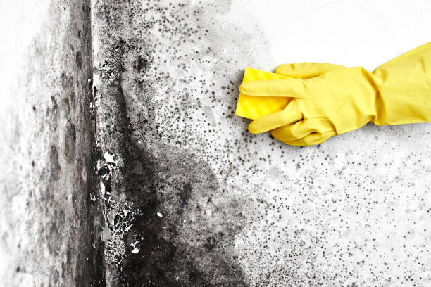 Best Office Mold Removal Services  in Lorenzo, TX