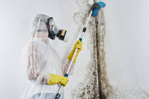 Trusted Lorenzo, TX Mold Removal Experts