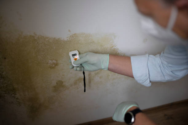Best Mold Removal Company Near Me  in Lorenzo, TX