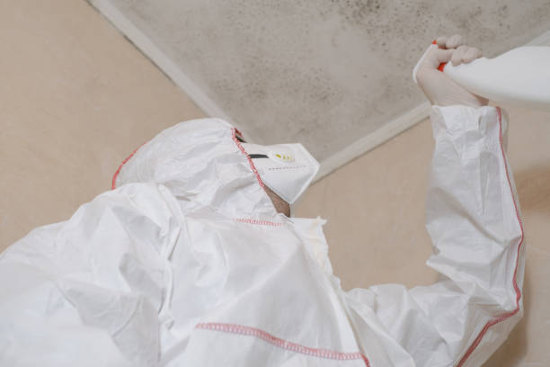 Best Certified Mold Removal  in Lorenzo, TX
