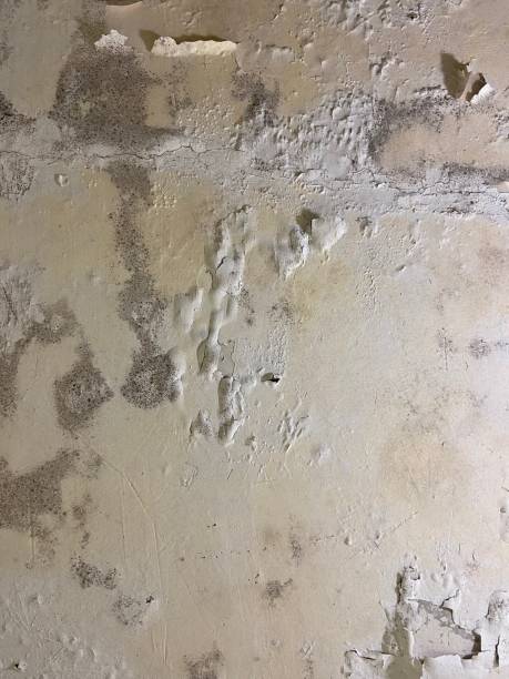 Best Mold Cleaning Services  in Lorenzo, TX