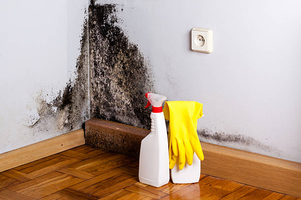 Best Mold Damage Repair  in Lorenzo, TX