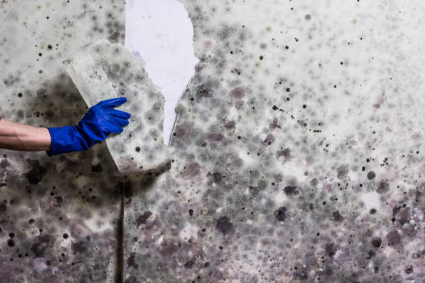 Best Black Mold Removal  in Lorenzo, TX