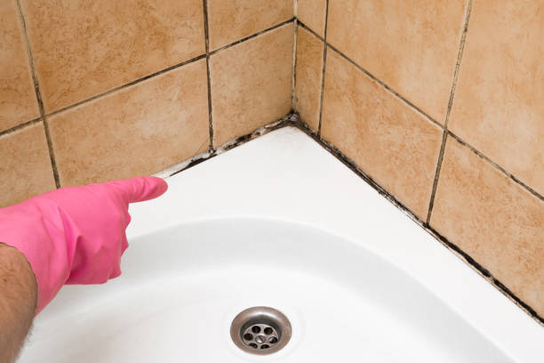 Attic Mold Removal in Lorenzo, TX