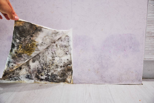 Best Mold Removal Company Near Me  in Lorenzo, TX